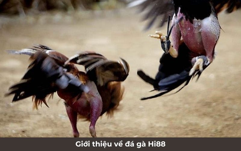 Tìm hiểu chung đôi nét về đá gà Hi88